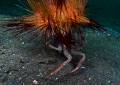 Krab Dorippe frascone v symbióze s ježovkou