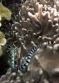 Vlnožil užovkový Laticauda colubrina – v této oblasti běžný mořský had