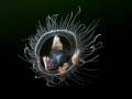 Makrosnímek medúzy fotografovaný skrz širokoúhlou předsádku M67
